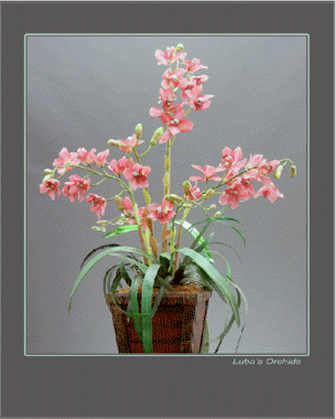 Luba's Orchids